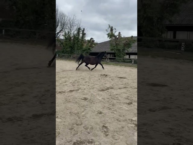 POULINIERE CONNEMARA  7 ANS  PP