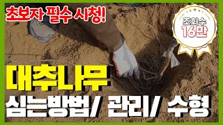 사과대추나무 심는방법 / 식재후수형잡기 / 관리방법 영상 꼭 보세요!