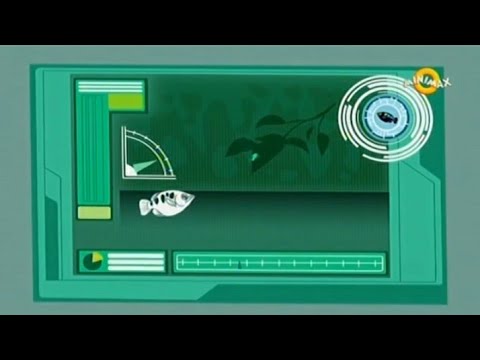 Braca Kret - Skola Ribe Strelca