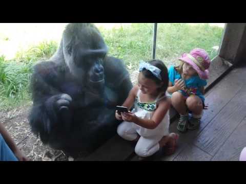 MUST SEE!!!!! SWEET GORILLA JELANI LOVES AND TELLS PEOPLE TO SWIPE TO NEXT PICTURE ON PHONE