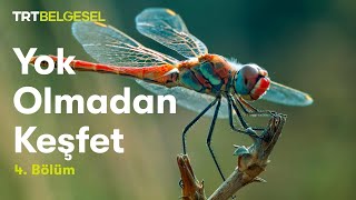 Yok Olmadan Keşfet | Büyük Şehrin Küçük Sakinleri | TRT Belgesel