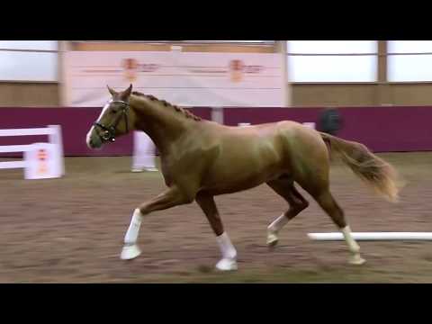 For Romance - Discotänzer *2015