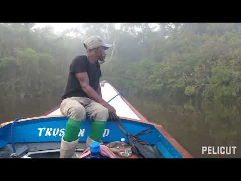 Essequibo River, KauKau Creek, Monkey Jump , Guyana South America