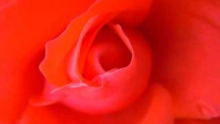 I Didn&#39;t Know I Was Saying Goodbye, Elaine Paige