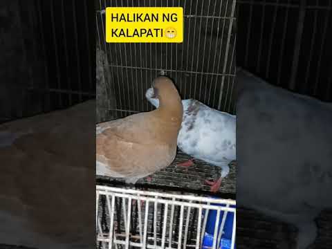 HALIKAN NG KALAPATI.