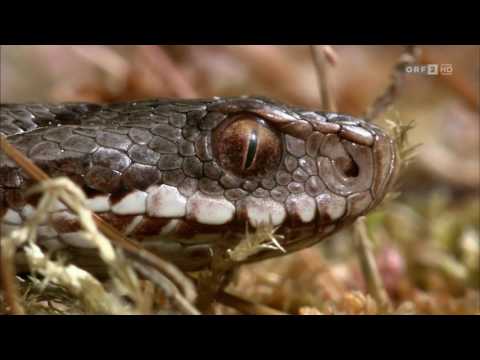 ORF2 - Im Reich von Kreuzotter & co. vom 03.05.2016