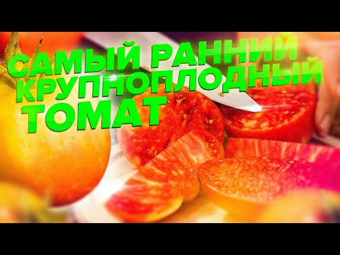 САМЫЙ РАННИЙ ТОМАТ 2020. ПРОБУЕМ ТОМАТ КОРОЛЕВИЧ НА ВКУС