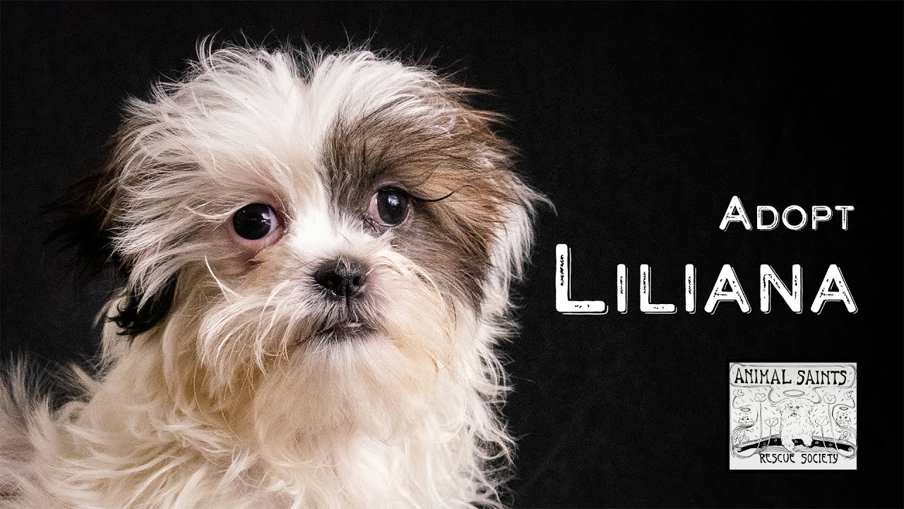 Enlarge Liliana, a Adoptable mixed breed in Fort Montgomery, NY video 6/6