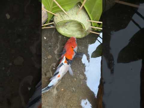 Tiga Hari Pasang Bubu Buah Melon Dapat Ikan Koi Ukuran Jumbo #koi #melon #bubu #youtubeshorts