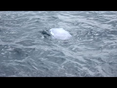 LGR - Ahogado entre versos del mar (Videoclip oficial) [Prod.Alonso]