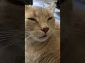 The Loudest Purring Cat In The World