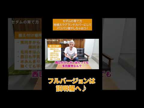 セダムの育て方: 庭を鮮やかに彩る、メンテナンス不要の屋外用多肉植物  庭園