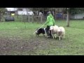 Tracers First Herding Lesson Seger Dizzy Pup At 9 Mos Old