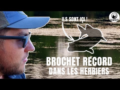 Un Brochet Monstre dans ces Herbiers ? Nouveau Record explosé ! #5