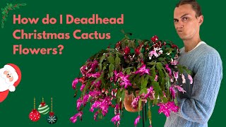 Christmas Cactus Deadheading: How to Correctly Remove Old Flowers - After Bloom Care