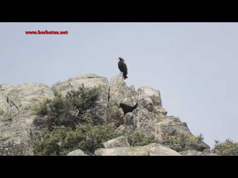 Aguila Imperial ( Aquila adalberti ) Imperial Eagle