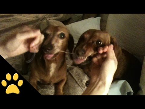 Mis perros y el hilo dental