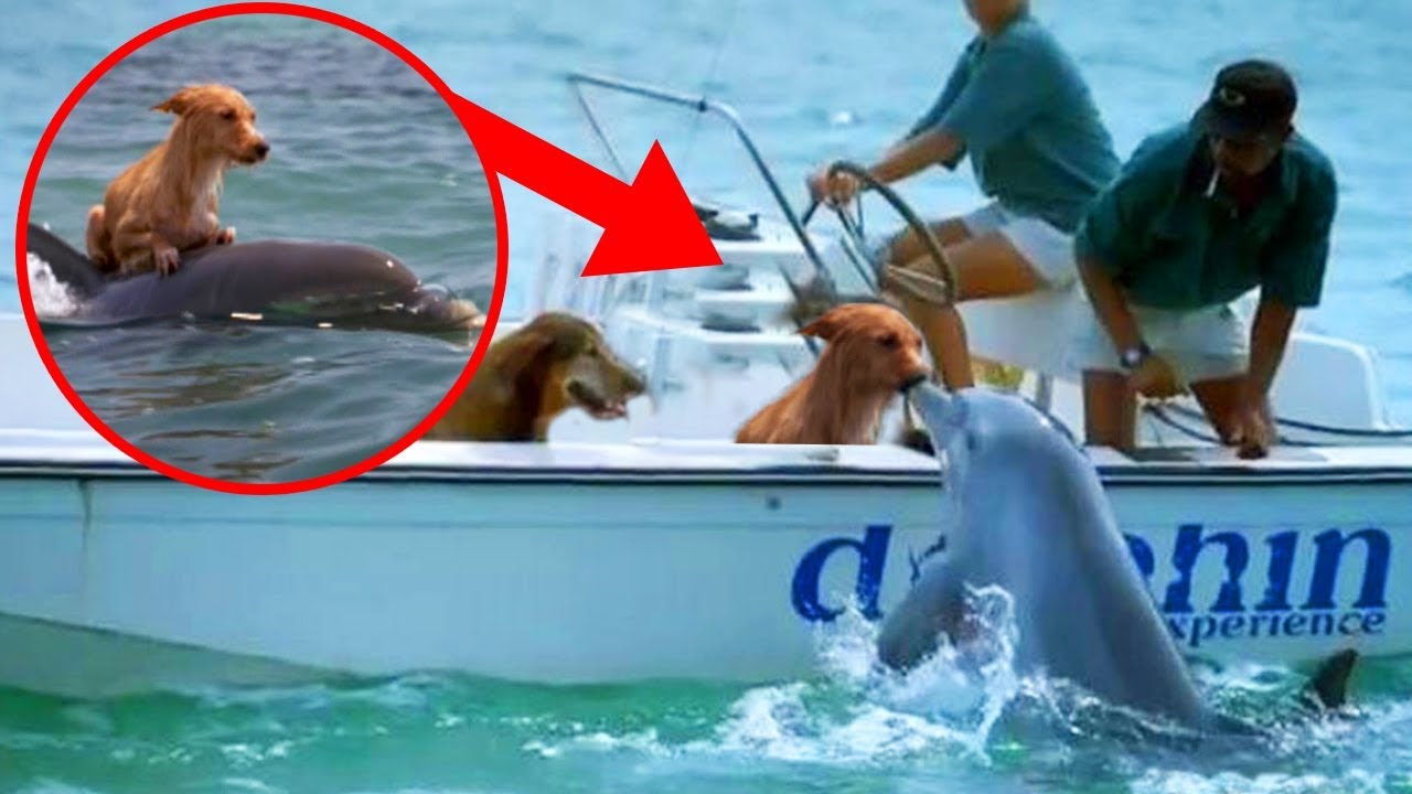 Saved by Dolphins