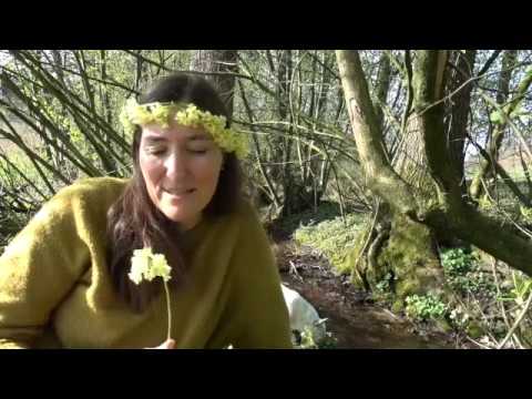 Schlüsselblume - Heilkraft und Magie einer besonderen Frühlingsbotin