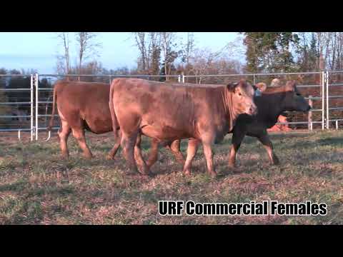 URF Commercial Females