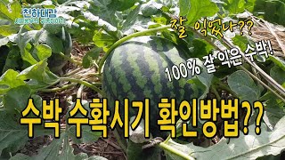 수박 수확시기 확인하는법 / 잘익은 수박은 언제쯤 따면되나?? 텃밭농사