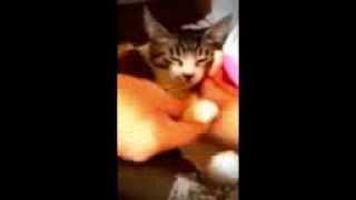 cat DJ くうちゃん☆ミ　~Freedom　from Def Tech~