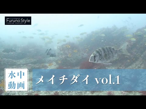 メイチダイ vol.1