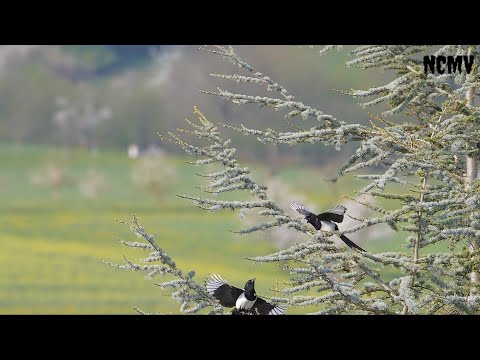 Black billed magpie feeding her child | Full HD | NCMV
