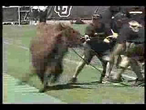 Ralphie Runs at Spring Game 2008