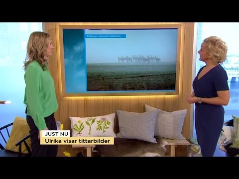 Påsk i Sverige - här är tittarnas egna bilder - Nyhetsmorgon (TV4)