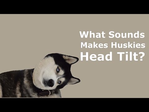 Sounds That Tilt Dogs Head | Noises That Make Dogs Head Tilt