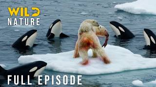 Arctic vs Antarctic: Survival Showdown of the Frozen Extremes (Full Episode) |Animal documentary