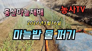 홍산마늘재배, 마늘밭 2마력으로 10분 물을 퍼면 물양은? [농사TV]