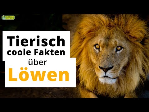 15 interessante Steckbrief- Fakten über Löwen