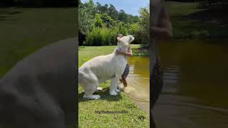 Download lagu Ram the GIANT Snow Tiger. With Kody Antle #savethetigersavetheworld mp3