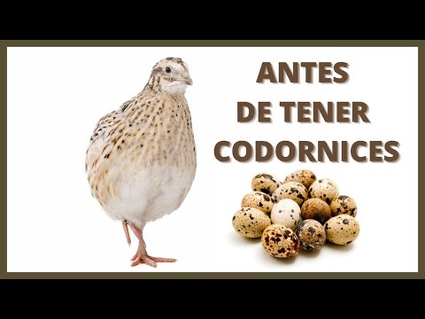 , title : '👉 PROS y CONTRAS De Tener CODORNICES...(CURSO DE CODORNICES) #06'