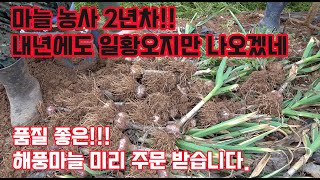 10월 6일 파종 한 마늘 11월 21일 확인 결과는?