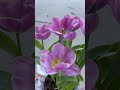 #Tulips #flowers 4/20/25 #eastersunday