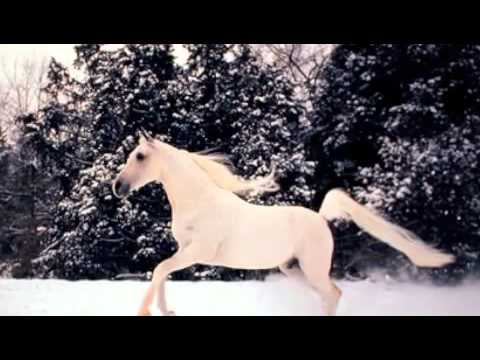 Celtic Legend-White Horse