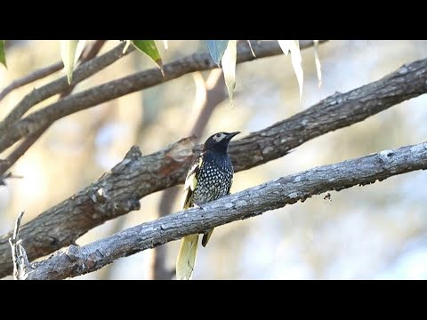 Video Thumbnail: Endangered Australian songbird 'losing its song' | AFP