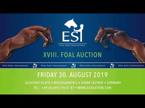 044. "Cornet´s Indoctra" grey filly by Cornet Obolensky x Indoctro x Concorde  www.esiauction.com