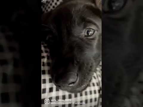 Dog love ❤️🐶🐕‍🦺#dogs #labrador #puppy #shorts #viral #shortvideo #subscribe
