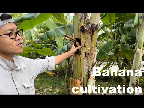 凍ったバナナの木 保存するにはどうすればよいですか ベールで冷たい霜から越冬します