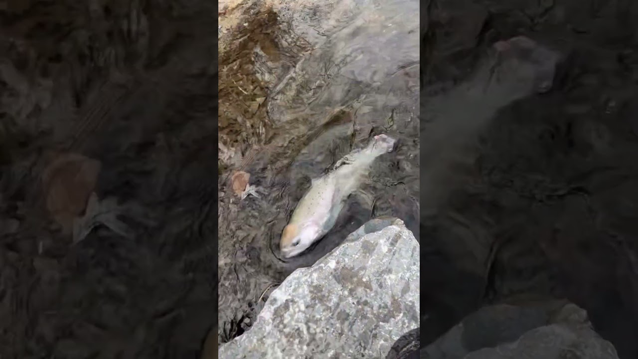 嫌がらせをしてくる魚さん