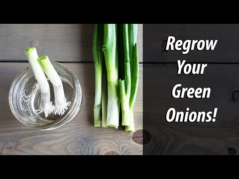 image-Do green onions grow year round?
