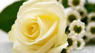 Download lagu Indonesian Malay Songs 'Suci Dalam Debu' Saleem ft Poppy Mercury, Channel : Sofian Sahara mp3