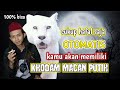 Hanya Ini Amalan Khodam Macan Putih Paling Mudah Tanpa Puasa