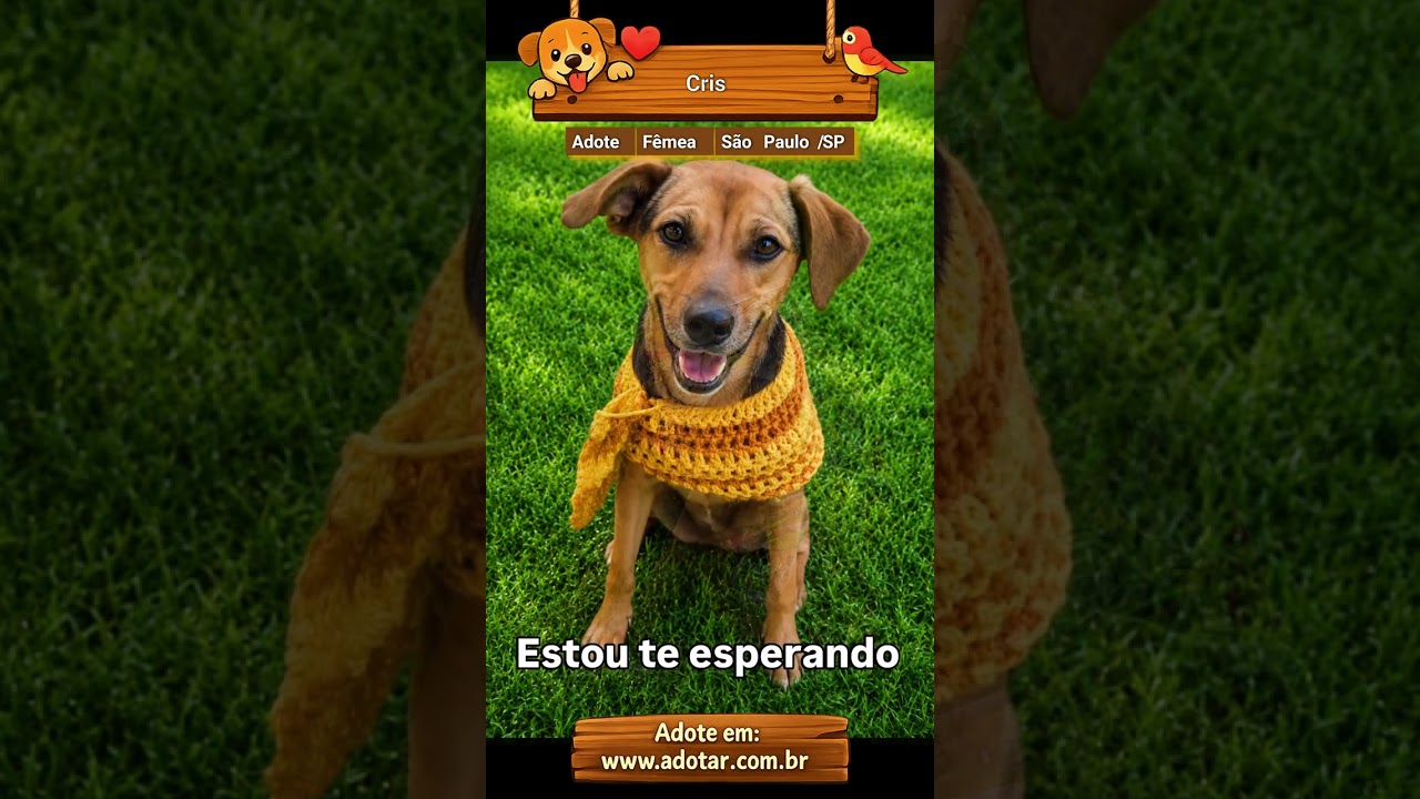 Cachorro raça SRD-ViraLata idade 4 anos nome Cris