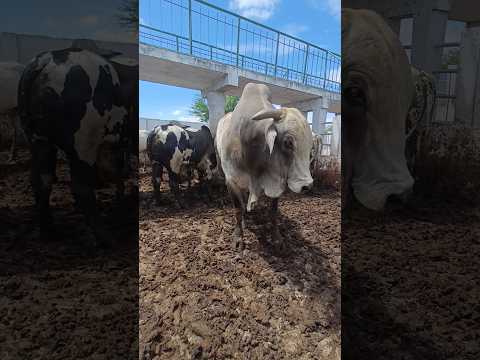 marruco de angelim Pernambuco #pecuarista #playvaquejada #gado