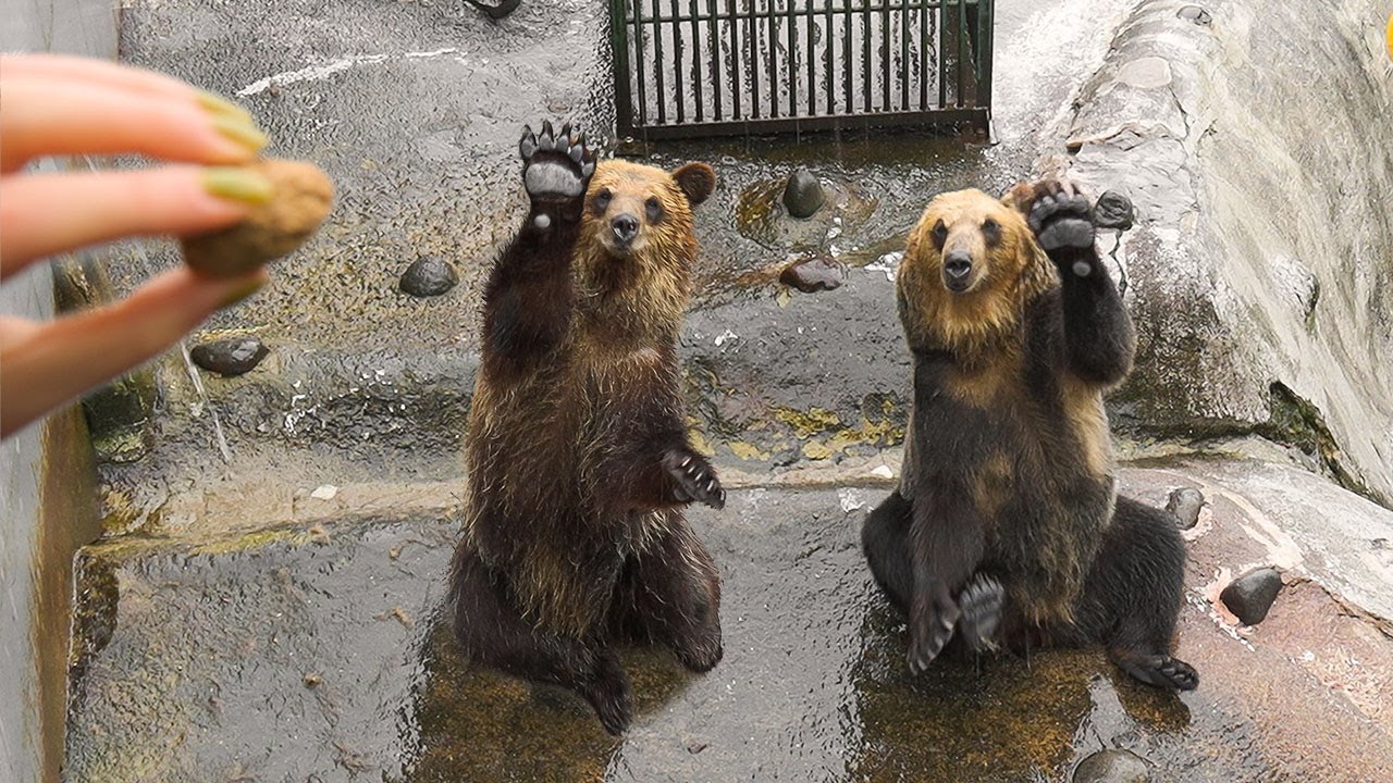 Embark on a captivating virtual tour of Hokkaido's famed Bear Farm.